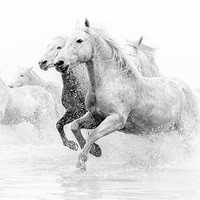 Buy canvas prints of Galloping Grace: Camargue Horses Unleashed by David Tyrer
