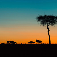 Buy canvas prints of African Sunset by David Tyrer