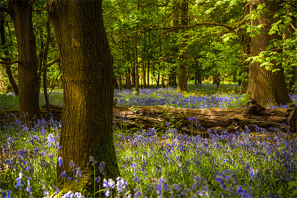 Enchanted Bluebell Woodland Spring Picture Board by David Tyrer