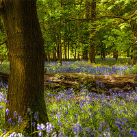 Buy canvas prints of Enchanted Bluebell Woodland Spring by David Tyrer