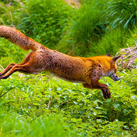 Buy canvas prints of Agile Red Fox Leap by David Tyrer