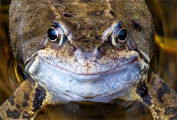 Smiling Frog's Charming Close-Up Picture Board by David Tyrer