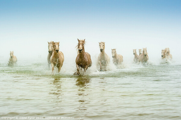 Ethereal Dawn: Camargue Steeds in Motion Picture Board by David Tyrer