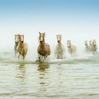 Buy canvas prints of Ethereal Dawn: Camargue Steeds in Motion by David Tyrer