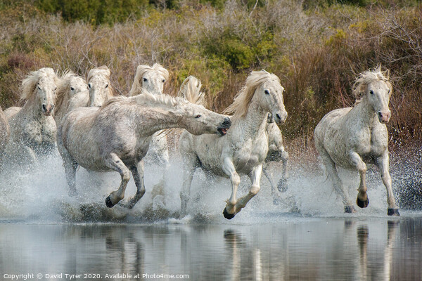 White Horses of the Camargue Picture Board by David Tyrer