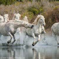 Buy canvas prints of White Horses of the Camargue by David Tyrer
