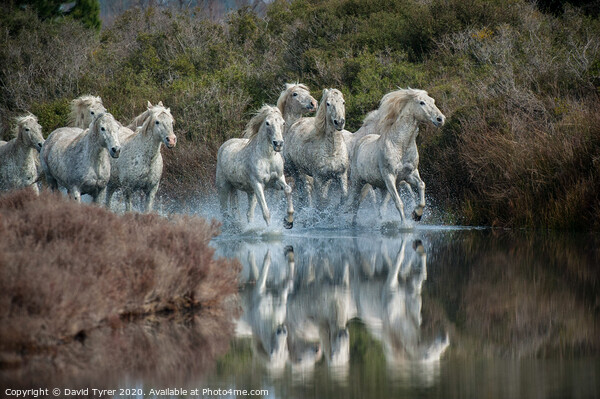 Galloping Grace: Camargue Horses Picture Board by David Tyrer