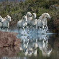 Buy canvas prints of Galloping Grace: Camargue Horses by David Tyrer