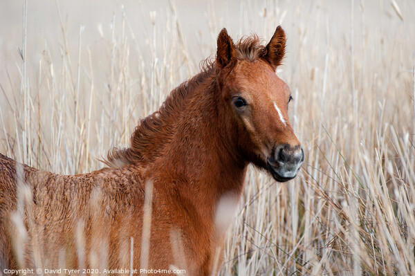 Camargue Foal Picture Board by David Tyrer