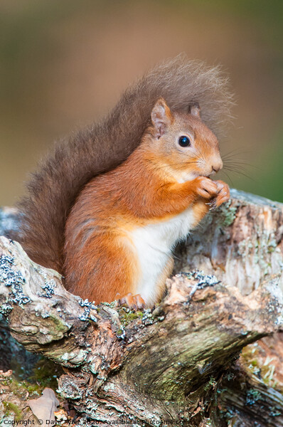 Red Squirrel Munching Hazelnuts Picture Board by David Tyrer
