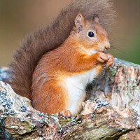 Buy canvas prints of Red Squirrel Munching Hazelnuts by David Tyrer