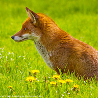 Buy canvas prints of Crimson Observer: Red Fox Poised by David Tyrer