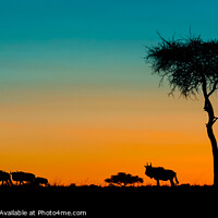 Buy canvas prints of Twilight in the Masai Mara by David Tyrer