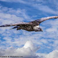 Buy canvas prints of Griffon Vulture Circling by David Tyrer