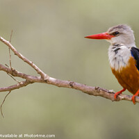 Buy canvas prints of Grey Headed Kingfisher by David Tyrer