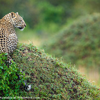 Buy canvas prints of Leopard's Panoramic Surveillance by David Tyrer