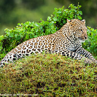 Buy canvas prints of Resting Leopard by David Tyrer