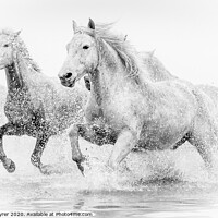 Buy canvas prints of Camargue Horses by David Tyrer