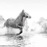 Buy canvas prints of Galloping Grace of Camargue Horses by David Tyrer