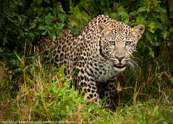 Wild Leopard Prowling Picture Board by David Tyrer