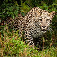 Buy canvas prints of Wild Leopard Prowling by David Tyrer