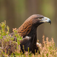 Buy canvas prints of Sublime Golden Eagle - Scotland's Highlands by David Tyrer