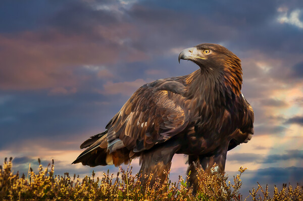 Golden Sovereign: Highlands Eagle Portrait Picture Board by David Tyrer