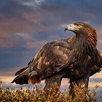 Buy canvas prints of Golden Sovereign: Highlands Eagle Portrait by David Tyrer