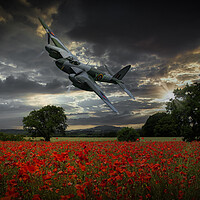 Buy canvas prints of Mosquito Over Poppy Fields by David Tyrer
