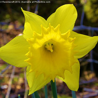 Buy canvas prints of Spring Daffodil by Neil Ravenscroft