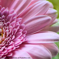 Buy canvas prints of Pink Chrysanthemum by Neil Ravenscroft