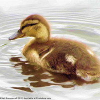 Buy canvas prints of Duckling by Neil Ravenscroft
