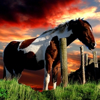 Buy canvas prints of Equine Sunset by Neil Ravenscroft