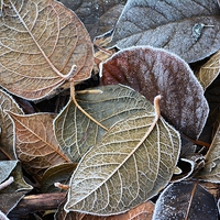 Buy canvas prints of frosty autumn leaves by Neil Ravenscroft