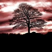 Buy canvas prints of Lone Tree Silhouette Red by Neil Ravenscroft