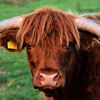Buy canvas prints of highland cow baslow by Neil Ravenscroft
