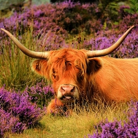 Buy canvas prints of  Highland and Heather by Neil Ravenscroft