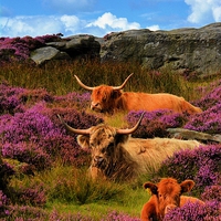 Buy canvas prints of  Highland cattle Baslow edge by Neil Ravenscroft