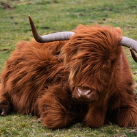 Buy canvas prints of  Highland cow  by Neil Ravenscroft
