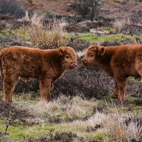 Buy canvas prints of  Highland calves by Neil Ravenscroft