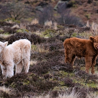 Buy canvas prints of  Highland calves  by Neil Ravenscroft