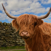 Buy canvas prints of  Highland cow by Neil Ravenscroft