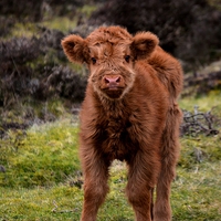 Buy canvas prints of  Highland calf by Neil Ravenscroft