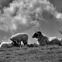 Buy canvas prints of  Black faced sheep with lambs by Neil Ravenscroft