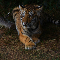Buy canvas prints of  Tiger cub by Neil Ravenscroft