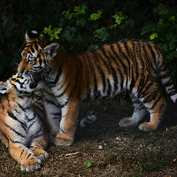 Buy canvas prints of  Tiger cubs by Neil Ravenscroft