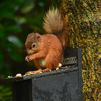 Buy canvas prints of Red Squirrel 2 by Neil Ravenscroft
