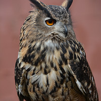 Buy canvas prints of Eagle-owl by Neil Ravenscroft