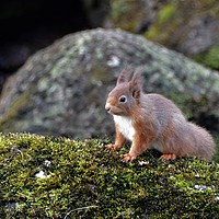 Buy canvas prints of Red Squirrel 3 by Neil Ravenscroft