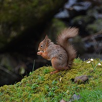 Buy canvas prints of Red Squirrel 4 by Neil Ravenscroft